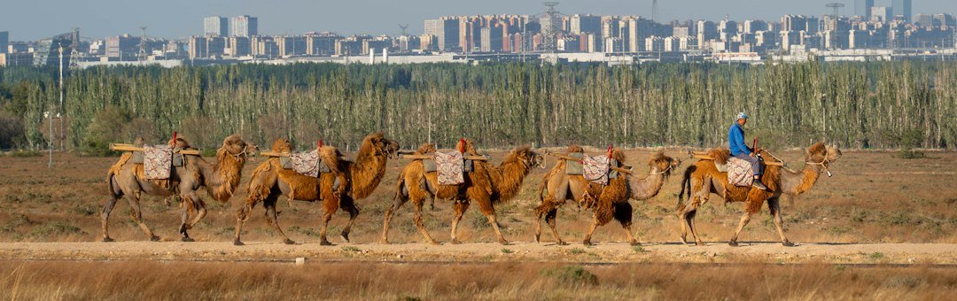 Camel caravan crossing a desert landscape along a historic trade route